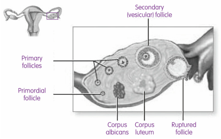 Diagram outlining egg development in the ovary. Primorodial folicle, primary folicles, secondary (vesticular) follicle, rupture follicle, corpus luteum and corpus albicans.