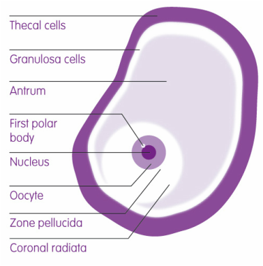 Diagram showing the structure of an ovum.